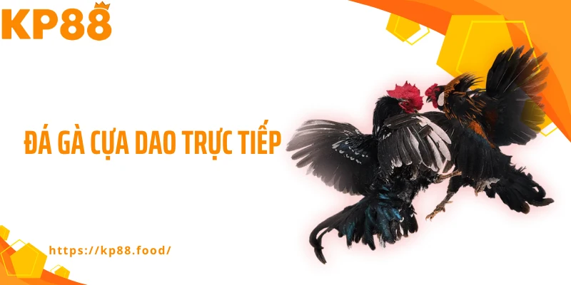 đá gà cựa dao trực tiếp